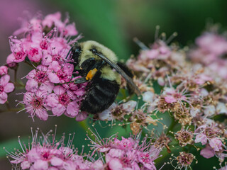 Let the Old Fall Away: Bee on Vibrant Blossoms Leaving Faded Flowers Behind
