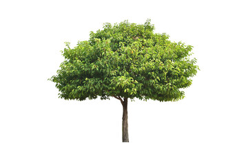 Trees and Bush (shrubs) triangular ornamental plants for garden decoration. (png)