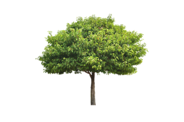 Trees and Bush (shrubs) triangular ornamental plants for garden decoration. (png)