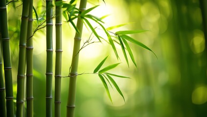 Lush green bamboo stalks and leaves backlit by sunlight in a forest.