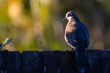 A Spotted Dove perched on a fence