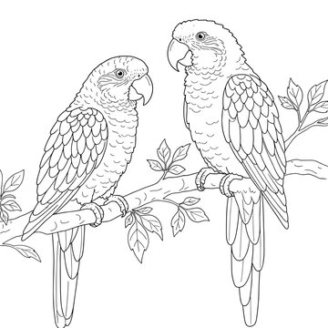 Two tropical parrots perched on a leafy branch, drawn in elegant black-and-white line art for coloring.