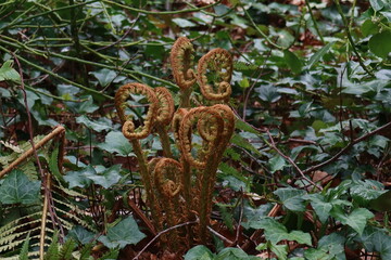 Plant in Blarney Gardens Ireland