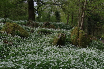 Blarney Gardens, Ireland