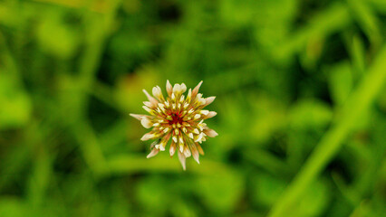 Flowers, colors and living nature, full of vibrant details