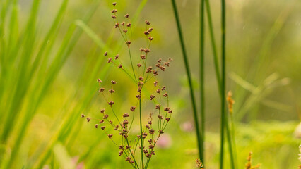 Flowers, colors and living nature, full of vibrant details