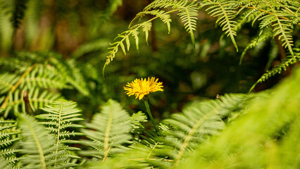 Flowers, colors and living nature, full of vibrant details