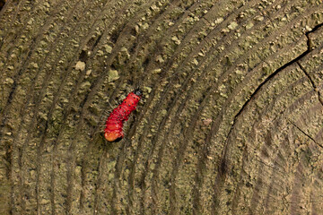 Larvae of leopard moth on a tree stump.