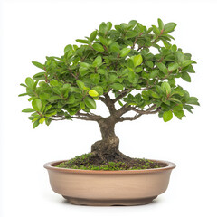 Lush green bonsai tree with dense foliage growing in shallow terracotta pot, isolated on white background