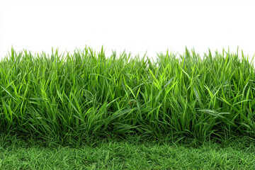 Fototapeta premium green grass isolated on white
