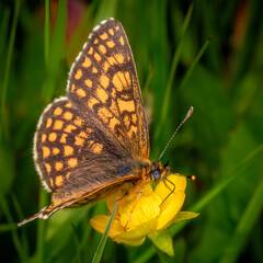 Close-up image of a Heath Fritillary Butterfly (Melitaea athalia) on a yellow flower and natural...