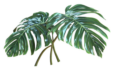Lush monstera plant with large, glossy leaves showcasing vibrant green hues, perfect for adding tropical touch to any space. This stunning foliage brings sense of nature indoors