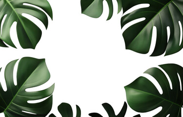 Lush monstera leaves create vibrant frame, showcasing their large, glossy green foliage. This botanical arrangement adds touch of nature beauty to any design