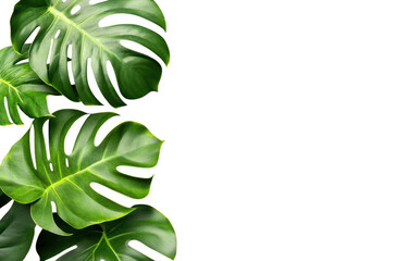 Lush monstera leaves with vibrant green hues create tropical ambiance, perfect for enhancing indoor spaces or gardens. Their unique shapes add touch of nature beauty