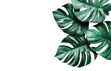 Large monstera leaves create vibrant and lush atmosphere, perfect for adding touch of nature to any space. rich green color enhances aesthetic appeal and brings sense of tranquility