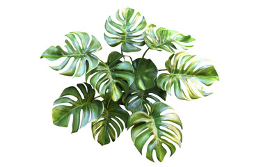 Lush monstera plant with large, vibrant green leaves arranged in circular pattern, showcasing its unique split leaves and tropical appeal, perfect for home decor