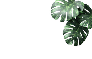 Lush monstera plant with large, vibrant green leaves showcasing tropical aesthetic, perfect for home decor or botanical themes. leaves exhibit unique splits and holes, adding character