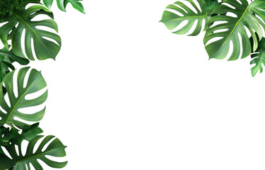 Lush monstera leaves create vibrant and tropical atmosphere, perfect for adding touch of nature to any space. large, green foliage brings life and freshness, enhancing overall aesthetic