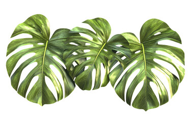 Large monstera leaves create vibrant and lush atmosphere, perfect for adding tropical touch to any space. Their unique shapes and rich green color enhance natural beauty