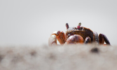 Mud borrowin crab close up photography on a sunny day in a sandy crabbery beach in Punta Rasa, Buenos Aires, Argentina (Neohelice granulata)