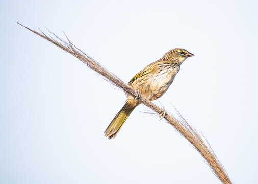 Juvenile Great Pampa Finch (Embernagra platensis) perched on cortadera pampas grass (Cortaderia selloana) in Punta Rasa, San Clemente, Argentina. Wild songbird from South American coastal wetlands.