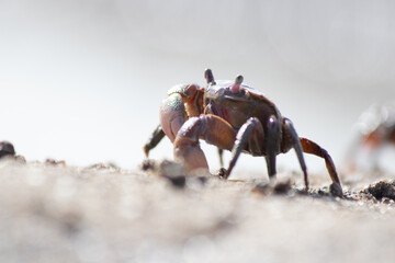 Mud borrowin crab close up photography on a sunny day in a sandy crabbery beach in Punta Rasa,...