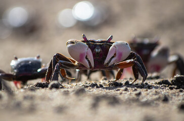 Mud borrowin crab close up photography on a sunny day in a sandy crabbery beach in Punta Rasa, Buenos Aires, Argentina (Neohelice granulata)