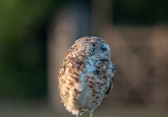Burrowing Owl (Athene cunicularia) Staring Intently at the Camera. Sunset on the Vast Pampas Grasslands of Buenos Aires, Argentina