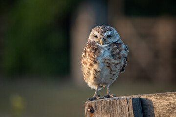 Burrowing Owl (Athene cunicularia) Staring Intently at the Camera. Sunset on the Vast Pampas Grasslands of Buenos Aires, Argentina