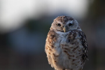 Burrowing Owl (Athene cunicularia) Staring Intently at the Camera. Sunset on the Vast Pampas Grasslands of Buenos Aires, Argentina