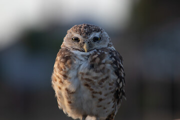 Burrowing Owl (Athene cunicularia) Staring Intently at the Camera. Sunset on the Vast Pampas Grasslands of Buenos Aires, Argentina