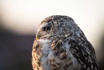 Burrowing Owl (Athene cunicularia) Staring Intently at the Camera. Sunset on the Vast Pampas Grasslands of Buenos Aires, Argentina