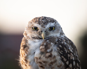 Burrowing Owl (Athene cunicularia) Staring Intently at the Camera. Sunset on the Vast Pampas Grasslands of Buenos Aires, Argentina