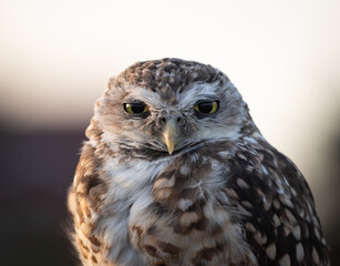 Burrowing Owl (Athene cunicularia) Staring Intently at the Camera. Sunset on the Vast Pampas...