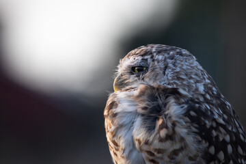 Burrowing Owl (Athene cunicularia) Staring Intently at the Camera. Sunset on the Vast Pampas Grasslands of Buenos Aires, Argentina