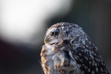Burrowing Owl (Athene cunicularia) Staring Intently at the Camera. Sunset on the Vast Pampas Grasslands of Buenos Aires, Argentina
