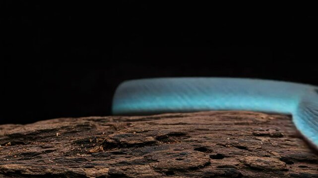 Vibrant Blue Viper Coiled on Textured Log in Striking Close Up against Black Background