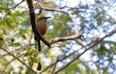 Turquoise-browed Motmot (Eumomota superciliosa) Perched on Branch in Tulum, Mexico Jungle

