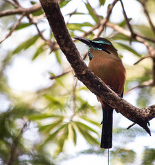 Turquoise-browed Motmot (Eumomota superciliosa) Perched on Branch in Tulum, Mexico Jungle

