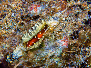 Gulf pearl oyster from Cyprus