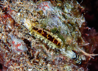 Gulf pearl oyster from Cyprus