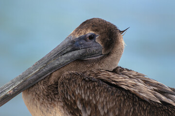 Brown Pelican Closeup with Ocean Background  in Tulum, Yucatan, Mexico (Pelecanus occidentalis)
