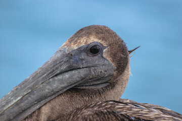 Brown Pelican Closeup with Ocean Background  in Tulum, Yucatan, Mexico (Pelecanus occidentalis)
