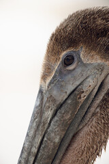 Brown Pelican Closeup with White isolated Background in Tulum, Yucatan, Mexico (Pelecanus occidentalis)
