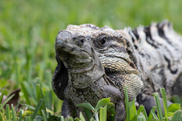 Obraz premium Close-Up of Black Spiny-Tailed Iguana Biting Another Iguana Lizard while Reproduction. Coastal Tulum Landscape, Yucatan, Mexico (Ctenosaura similis)