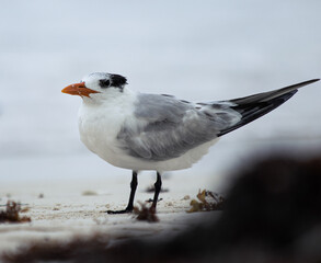 Royal terns on a Caribbean shoreline, esting on the beaches of Tulum, Yucatan, Mexico. (Thalasseus...