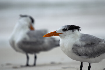 Royal terns on a Caribbean shoreline, esting on the beaches of Tulum, Yucatan, Mexico. (Thalasseus...