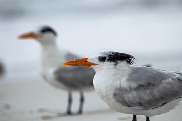 Royal terns on a Caribbean shoreline, esting on the beaches of Tulum, Yucatan, Mexico. (Thalasseus maximus)