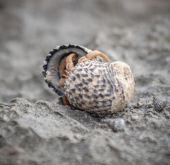 Photography of a tiny and cute Pacific hermit crab on a rock in Yucatán, Mexico (Coenobita compressus). Animal behaviour, changing shells.