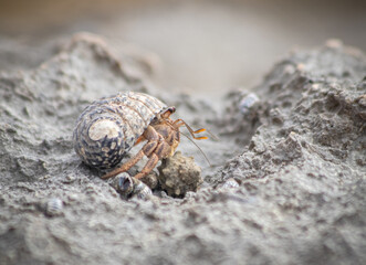 Photography of a tiny and cute Pacific hermit crab on a rock in Yucatán, Mexico (Coenobita compressus). Animal behaviour, changing shells.